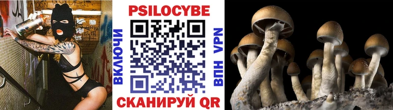 Псилоцибиновые грибы Psilocybe omg сайт Красный Сулин